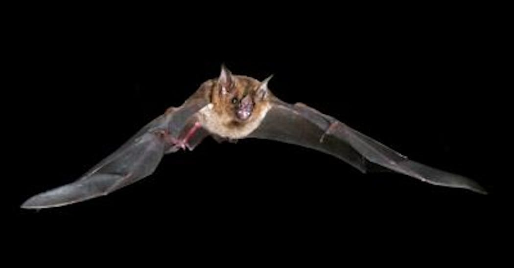 Content Dam Vsd Online Articles 2013 07 Bat Flights