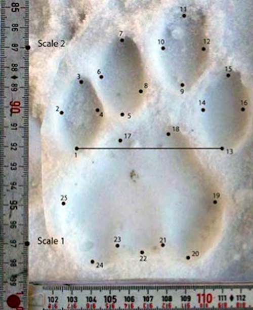 Content Dam Vsd Online Articles 2013 08 Animal Footprint Software