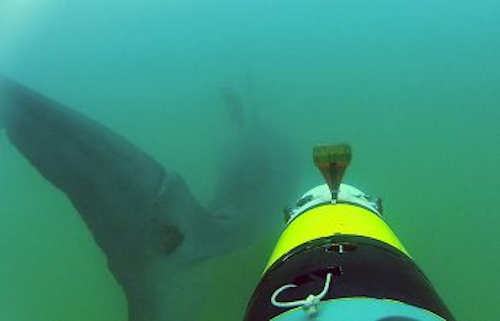 Content Dam Vsd Online Articles 2013 08 Shark Week Copy
