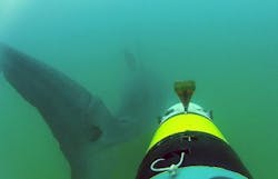 Content Dam Vsd Online Articles 2013 08 Shark Week Copy Content Dam Vsd Online Articles 2013 08 Shark Week Copy