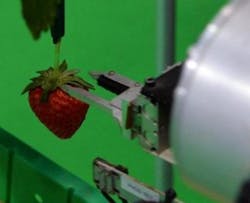 Content Dam Vsd Online Articles 2013 09 Strawberry Picking Robot Content Dam Vsd Online Articles 2013 09 Strawberry Picking Robot