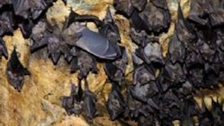 Content Dam Vsd Online Articles 2013 10 Bats