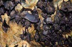 Content Dam Vsd Online Articles 2013 10 Bats Content Dam Vsd Online Articles 2013 10 Bats