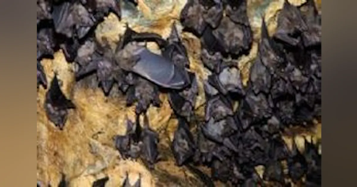 Vision system monitors bat behavior in research project | Vision ...