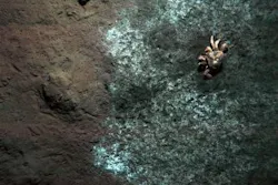 Content Dam Vsd Online Articles 2013 10 Ocean Floor Crabs 2 Copy