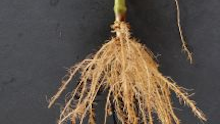 Content Dam Vsd Online Articles 2014 10 Plant Roots1 Copy
