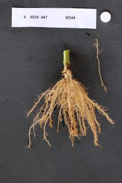 Content Dam Vsd Online Articles 2014 10 Plant Roots1 Copy