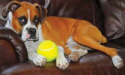 Correction Dog Correction Dog