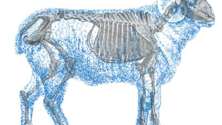 Fea1 Sheepopener 1107vsd