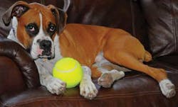 Fea3 Fig5a Inset Fea3 Fig5a Inset