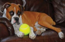 Fea3 Fig5b Inset Fea3 Fig5b Inset