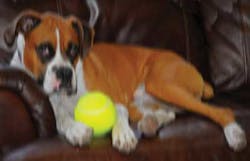 Fea3 Fig6 Inset Fea3 Fig6 Inset