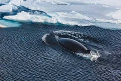 Infrared Whales 1309vsd Infrared Whales 1309vsd