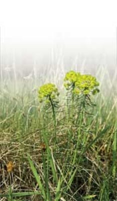 Pennwell web 233 400 Pennwell web 233 400