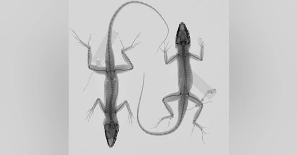 Lizard Hand X Rays Portable CMOS x-ray system enables Harvard's lizard evolution research ...