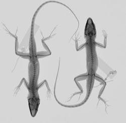 Pennwell web 300 293 Pennwell web 300 293