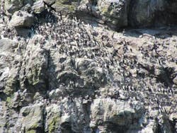 Snap2 Birds 1206vsd Snap2 Birds 1206vsd