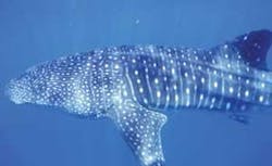 Th 0512vsd Snapshots04 Th 0512vsd Snapshots04