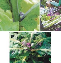 Th 0803vsd Top05 Th 0803vsd Top05