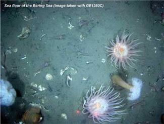 Th 0810vsd Snap Scallops