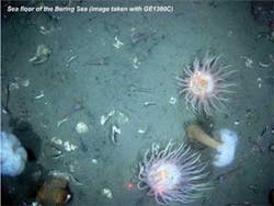 Th 0810vsd Snap Scallops Th 0810vsd Snap Scallops