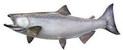 Th Profile Salmon 0905vsd