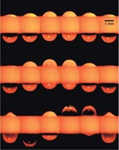 Th Snap Hirsa 0811vsd Th Snap Hirsa 0811vsd