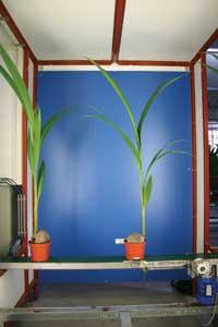 Th Snap Palmfig1 0811vsd