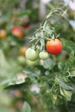 Th Tt Weeding Th Tt Weeding