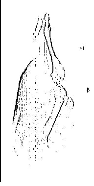 Th Vsd50906 17 Th Vsd50906 17