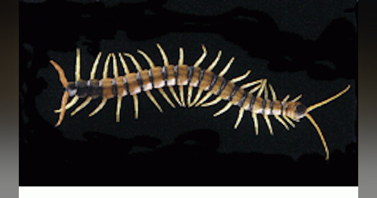 Video cameras and high-speed imaging detect insect locomotion | Vision ...