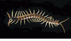 Th Vsd51431 23 Th Vsd51431 23