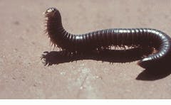 Th Vsd51431 24 Th Vsd51431 24