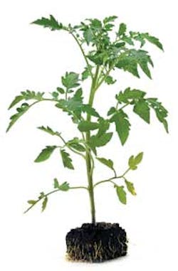 Trends1 Tomatoplant 1206vsd Trends1 Tomatoplant 1206vsd