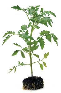 Trends1 Tomatoplant 1206vsd Trends1 Tomatoplant 1206vsd