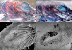 1709vsd Snap 02 1709vsd Snap 02