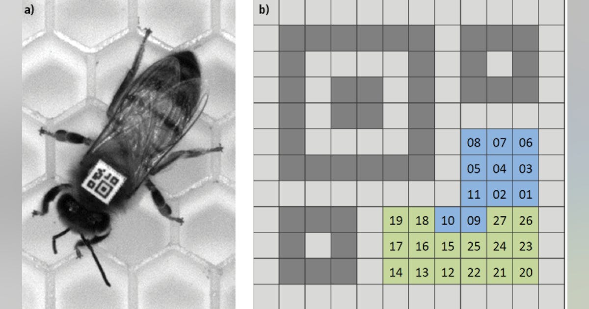 LED Illumination shines new light on bee behavior | Vision Systems Design