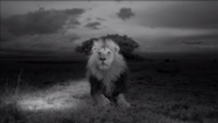 Content Dam Vsd En Articles 2013 08 Robots Uavs Used To Photograph Lions In The Wild Leftcolumn Article Thumbnailimage File