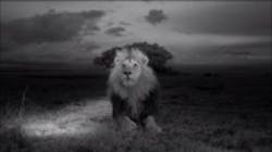 Content Dam Vsd En Articles 2013 08 Robots Uavs Used To Photograph Lions In The Wild Leftcolumn Article Thumbnailimage File Content Dam Vsd En Articles 2013 08 Robots Uavs Used To Photograph Lions In The Wild Leftcolumn Article Thumbnailimage File