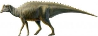 parasaurolophus fossils