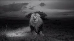 Content Dam Vsd En Articles 2013 11 Five Up Wildlife Imaging Applications Leftcolumn Article Thumbnailimage File Content Dam Vsd En Articles 2013 11 Five Up Wildlife Imaging Applications Leftcolumn Article Thumbnailimage File