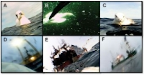 Content Dam Vsd En Articles 2013 11 Miniature Cameras Provide Birds Eye View Of Uks Largest Seabird Leftcolumn Article Thumbnailimage File