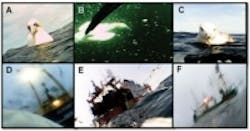 Content Dam Vsd En Articles 2013 11 Miniature Cameras Provide Birds Eye View Of Uks Largest Seabird Leftcolumn Article Thumbnailimage File Content Dam Vsd En Articles 2013 11 Miniature Cameras Provide Birds Eye View Of Uks Largest Seabird Leftcolumn Article Thumbnailimage File