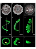 Content Dam Vsd En Articles 2013 11 X Ray And 3d Imaging Techniques Used To Non Destructively Visualize Ancient Fossils Leftcolumn Article Thumbnailimage File