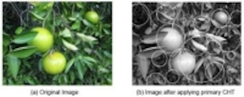 Content Dam Vsd En Articles 2014 01 Algorithms Provide More Accurate Citrus Crop Yield Estimate Leftcolumn Article Thumbnailimage File