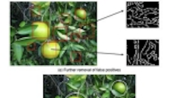 Content Dam Vsd En Articles 2014 01 Page 2 Algorithms Provide More Accurate Citrus Crop Yield Estimate Leftcolumn Article Thumbnailimage File