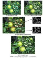 Content Dam Vsd En Articles 2014 01 Page 2 Algorithms Provide More Accurate Citrus Crop Yield Estimate Leftcolumn Article Thumbnailimage File