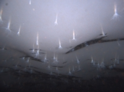 Content Dam Vsd En Articles 2014 01 Vision Guided Underwater Robot Discovers Sea Anemones Living In Ice Leftcolumn Article Thumbnailimage File