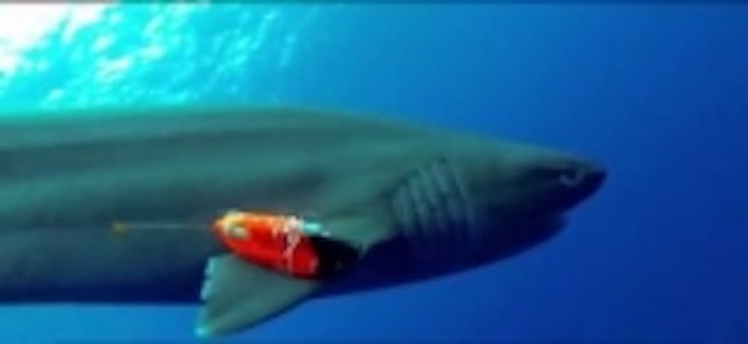 Content Dam Vsd En Articles 2014 03 Cameras Provide Shark S Eye View Of The Ocean Leftcolumn Article Thumbnailimage File
