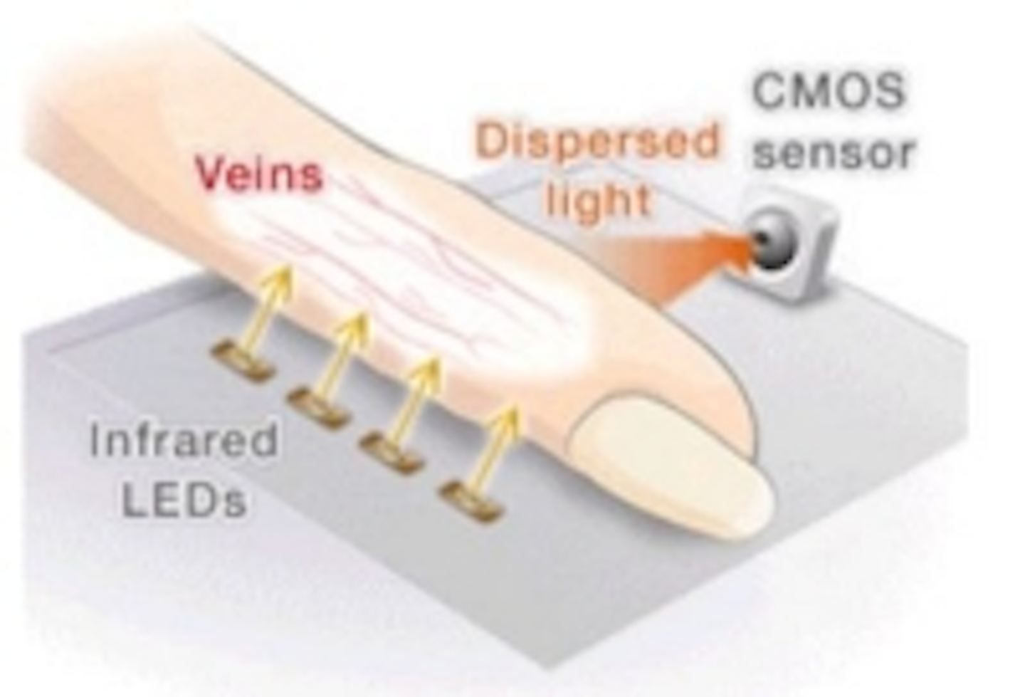 Biometric Imaging System Identifies Finger Vein Patterns Vision Systems Design 2449